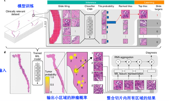 病理分析