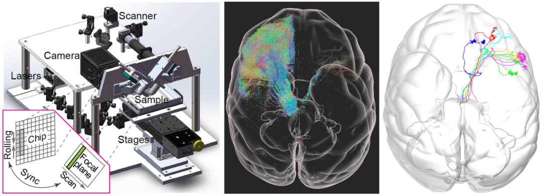 Nat Biotech重磅！100小时完成猕猴大脑高清三维测绘