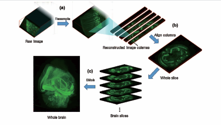 北京大学国家生物医学成像科学中心新置VISoR系统完成安装调试并投入使用