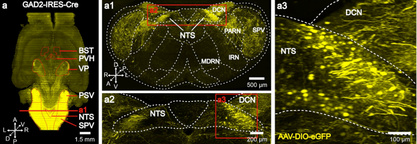 北京大学国家生物医学成像科学中心新置VISoR系统完成安装调试并投入使用